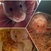 larry botts and ruby - @cool____hamster - TikTok