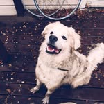Larry Bird Bowie - @thereal_larrybird - Instagram