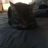 Meet Bowie and Larry - @bowieandlarry - TikTok
