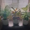 Larry Branham🪴 - @larrytheplant - TikTok