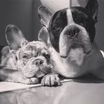 Larry y Bruno - @coolfrenchies.lb - Instagram
