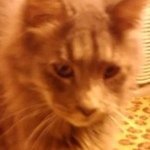 @larry_buddy123 - Instagram