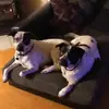 Homadefrys - @larrybuehner - TikTok