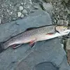 Larry Bulgin - @larry.bulgin - TikTok