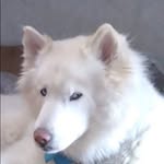 Larry Burnham - @bluehuskyretrofit - Instagram