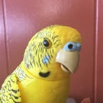 Larry The Canary - @larrythecanary - Instagram