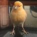 Larry the Canary - Facebook