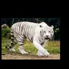 Larry Cano - @larry.cano1 - TikTok