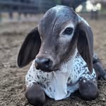 Larry Sanchez - @larrysantos.carpiorodriguez - Instagram