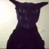 Larry.cat - @larry.cat16 - TikTok
