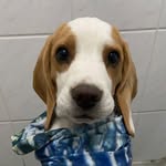 Harry Larry Clever 🐾🐕 - @harry_el_beagle_styles - Instagram