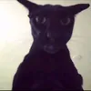 Larry.cat - @larry.cat16 - TikTok