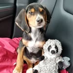 Larry With The Pink Collar - @larrywiththepinkcollar - Instagram
