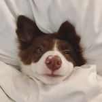 Larry the Border Collie - @goodb0y_larry - Instagram