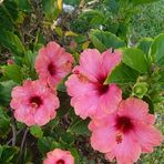 Camila Lara - Facebook