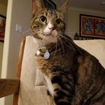 Larry Conder - @sirlarrymeow - Instagram