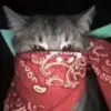 larry - @larry_cooks - TikTok