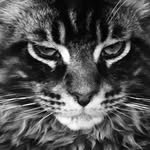 Larry The Coon - @larrycooncat - Instagram