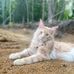 Larry The Maine Coon - Facebook