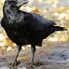 Larry Crow - @larry._.crow - TikTok