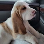 Larry Dammit Guzzo - @larrydammitthebassett - Instagram
