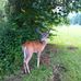 Larry the White Oak Road Deer - Facebook