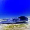 Larry Devoe - @larry.devoe8 - TikTok