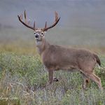 Larry Ditto - @larry_ditto - Instagram