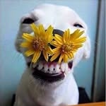 @larry_dolphin - Instagram