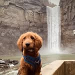 Larry The Ithaca Golden Doodle - @larrytheithacagoldendoodle - Instagram