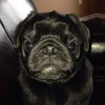 Carlton Larry Douglass Wells - @carlthepug - Instagram
