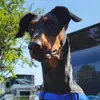 Larry Dowling - @larry.dowling27 - TikTok