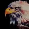 Eagle - @larryeagle - TikTok