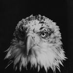 Larry the Eagle Photography - @larrytheeagle - Instagram