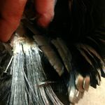 Larry Eckman - @mr_longbeards - Instagram