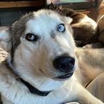 Larry Eckman - @blue_mali_mining - Instagram