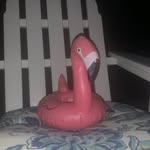 Larry🦩 - @larry_edgeworth - Instagram