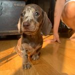 Larry Edward - @larrythesausage - Instagram