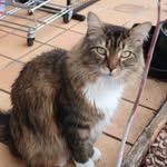 Larry Eichler - @larry_the_cat_101 - Instagram