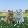 Larry & Flora - @utsab355 - TikTok