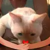 Larry Foersterling - @larryfoersterling - TikTok