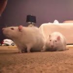 Larry & Gary - @larry_and_gary - Instagram