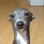larrygreydog - @larrygreydog - Instagram