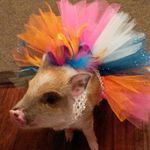 Larry Ham-milton - @pigstagrammar - Instagram