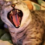 Larry Harbour - @lethal_fangs - Instagram