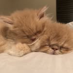 Harry Larry & The Boys - @larryharrycats - Instagram