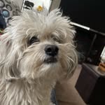 Larry Henley - @lxrrythelobster - Instagram