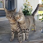 Larry und Herbertchen - @larry.herbert.tiger - Instagram