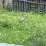 Jo - @larry_the_heron - Instagram