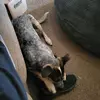 Larry Hildebrandt - @larry.hildebrandt - TikTok